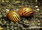 Preview: Zebra - Rennschnecke ,, Neritina natalensis"