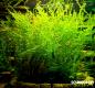 Preview: Javamoos Taxiphyllum barbieri