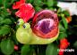 Preview: Solar-Gartenstecker Schnecke