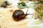 Preview: Laubschnecke ,, Hygromiidae"