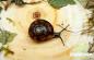 Preview: Laubschnecke ,, Hygromiidae"