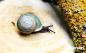 Preview: Pleurodonte isabella barbados blau