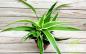 Preview: Grünlilie Chlorophytum