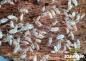Preview: Kubanische Assel Koi porcellionides pruinosus
