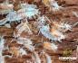 Preview: Kubanische Assel Koi porcellionides pruinosus