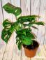 Preview: Mini Monstera Adasonii