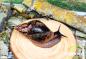 Preview: Lissachatina Reticulata  wildfarbend