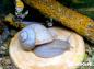 Preview:  Weinbergschnecke hell " Helix pomatia ,,