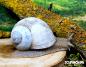 Preview:  Weinbergschnecke hell " Helix pomatia ,,