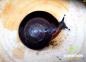 Preview: Karibische Landschnecke Caracolus excellens