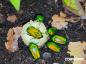 Preview: Chlorocala africana africana (Larven)