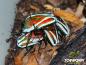 Preview: Grüner Blatthornkäfer Dicronorhina derbyana derbyana (Larven)