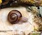 Preview: Gestreifte Weinbergschnecke "Helix lucorum,,