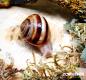 Preview: Gestreifte Weinbergschnecke "Helix lucorum,,