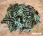 Preview: große Dreimasterblume dunkel Tradescantia