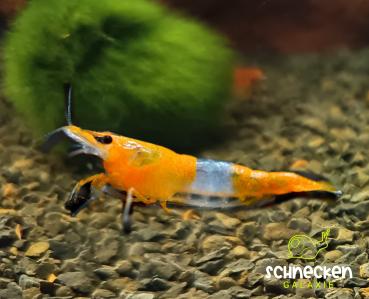 Orange Rili Zwerggarnele Neocaridina davidi