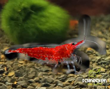 Rote Zwerggarnele Neocaridina davidi ,,Red Fire"