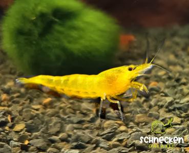 Yellow Fire Zwerggarnele Neocaridina davidi 