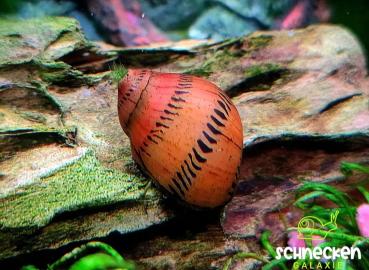 Punktnapfschnecke ,,Neritina semiconica"