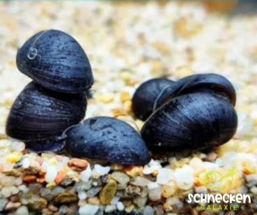 Stahlhelmschnecke ,, Neritina pulligera"