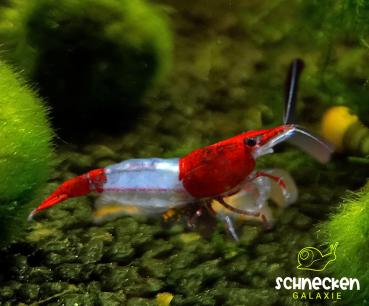 Red Rili Zwerggarnele Neocaridina davidi 