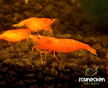 Orange Sakura Zwerggarnele Neocaridina davidi 