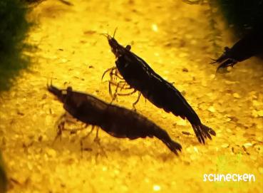 Schoko Sakura Zwerggarnele Neocaridina davidi