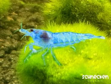 Blue Jelly Zwerggarnele Neocaridina davidi 