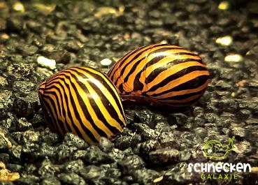 Zebra - Rennschnecke ,, Neritina natalensis"