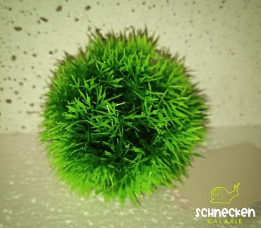Plant Ball