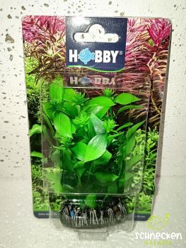 Hygrophila