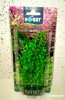 Lagarosiphon Wasserpest