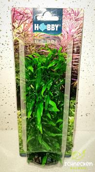 Heteranthera