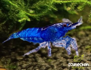 Blue Dream Zwerggarnele Neocaridina davidi