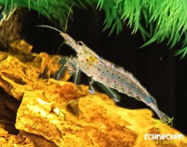 Amanogarnele ,, Caridina multidentata"