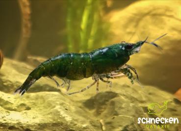 Green Jade Zwerggarnele Neocaridina davidi