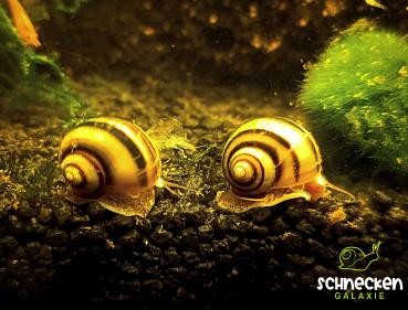 Zebra-Apfelschnecke ,, Asolene spixi"
