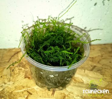 Javamoos Taxiphyllum barbieri