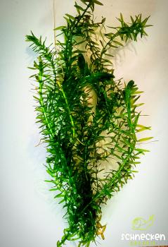 Dichtblättrige Wasserpest ( Egeria densa )