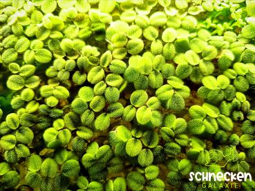 Büschelfarn ( Salvinia natans )