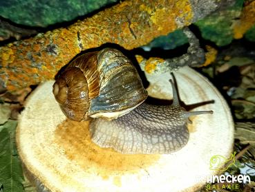 Weinbergschnecke ,,Helix pomatia" mit Gehäusefehler