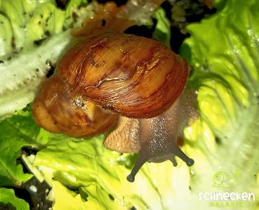 Archachatina marginata ovum mit Gehäusefehler