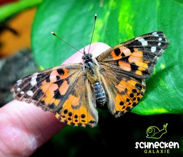 Distelfalter Vanessa cardui
