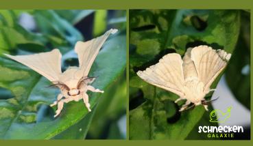 Seidenspinner Bombyx mori