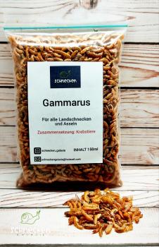 Gammarus