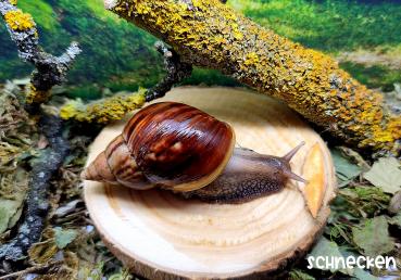 Lissachatina Fulica wildfarbend