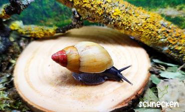 Lissachatina Zanzibarica "Pink Top,,