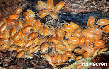 Kubanische Assel Orange ,, Porcellio laevis orange "