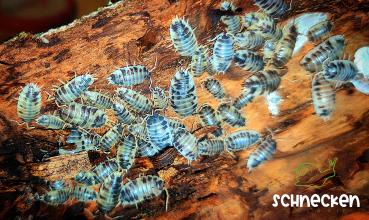 Panda Assel ,, Porcellio Laevis Panda"