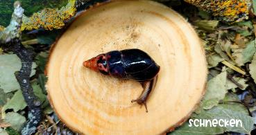 Limicolaria aethiop Nigeria
